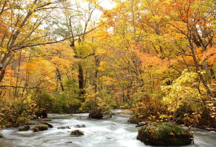 Autumn Foliage Tour of Hakkoda, Oirase, and Lake Towada by Alphard